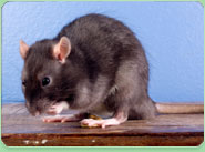 rat control Clevedon