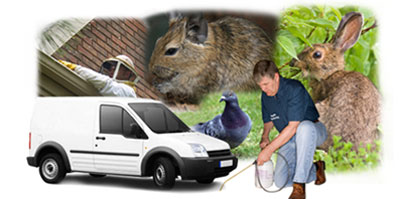 Clevedon local van